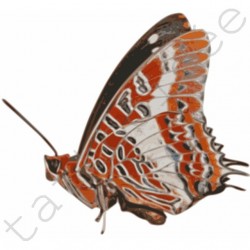Motyl Czerwony