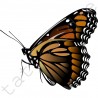 Motyl Brązowy