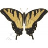 Motyl Żółty