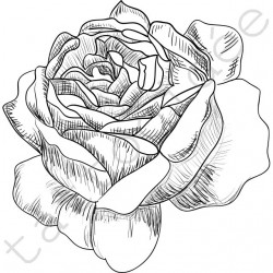 Róża Szkic