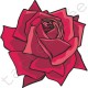 Róża amarantowa