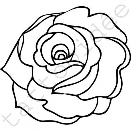 Róża 05